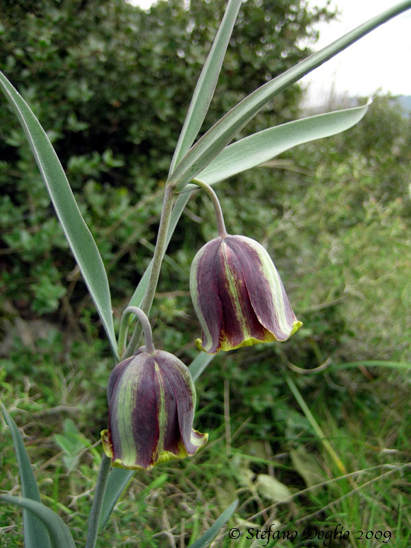 Fritillaria messanensis / Meleagride messinese